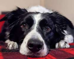 Amy is an animal lover and has adopted several cats and dogs in her house.